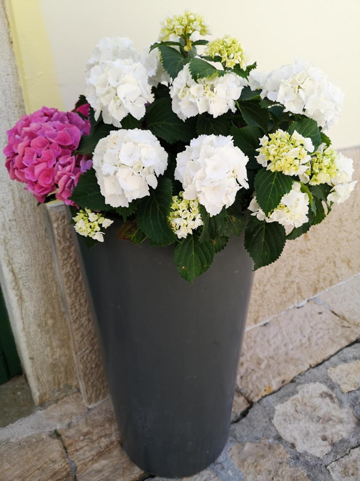 רוביני Apartment Michaela 4-Sterne & Parking מראה חיצוני תמונה